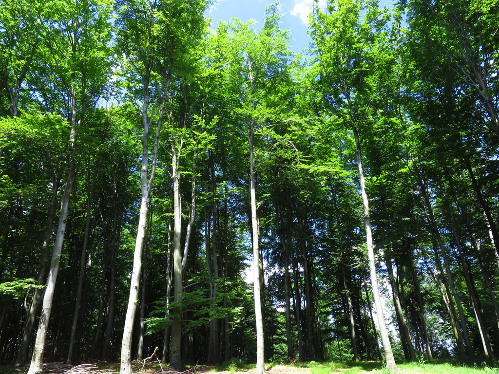 Kliknij, aby powiększyć Las w okolicach Starego Wiśnicza. Tylko nie mówcie
Szyszce…