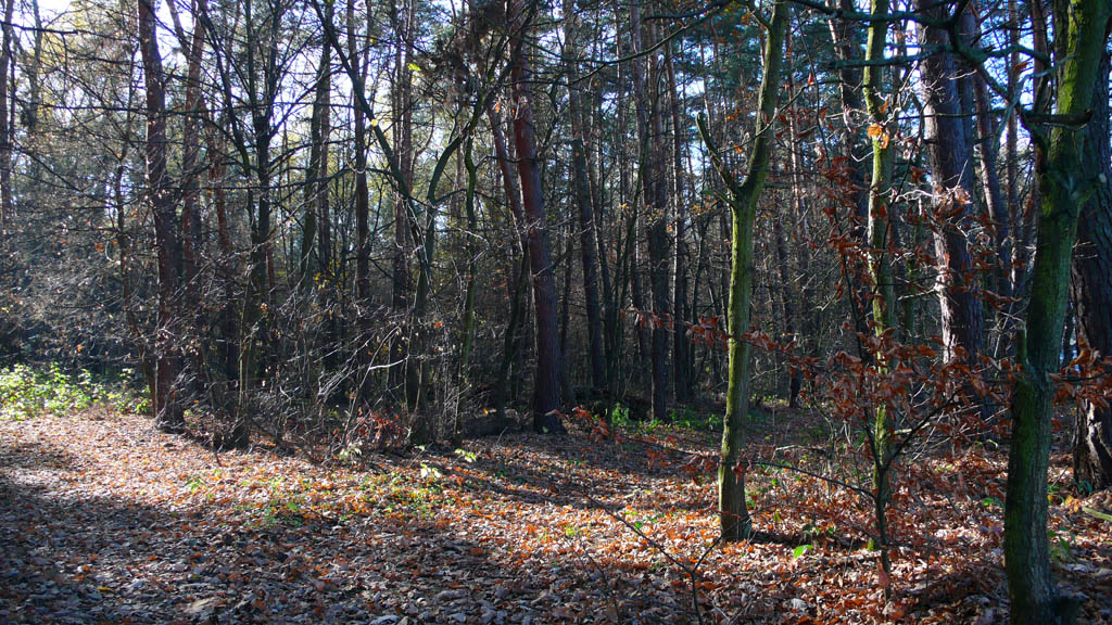 Kliknij, aby powiększyć Jesień w puszczy…