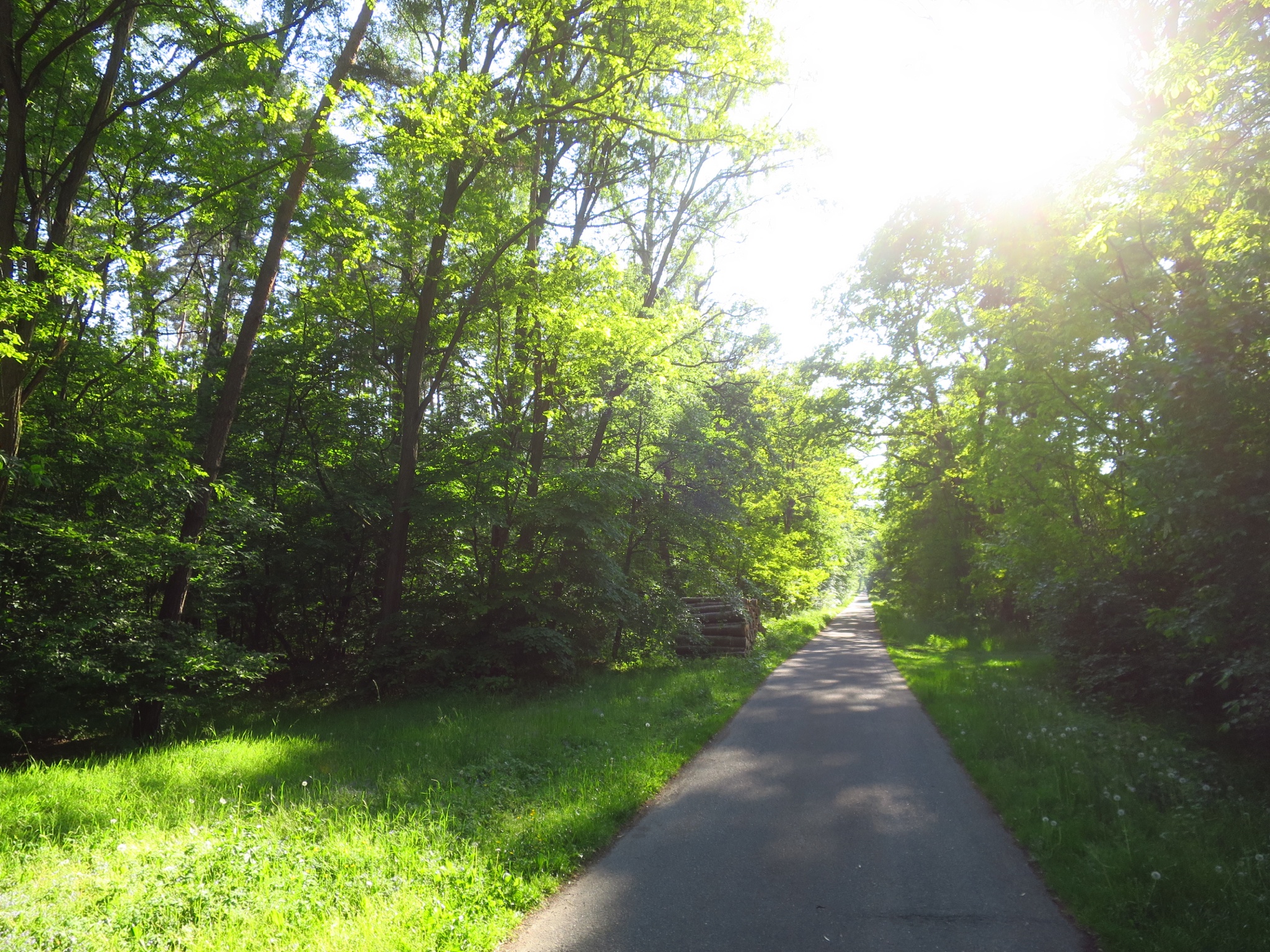 Kliknij, aby powiększyć Wjeżdżam do Puszczy Niepołomickiej.