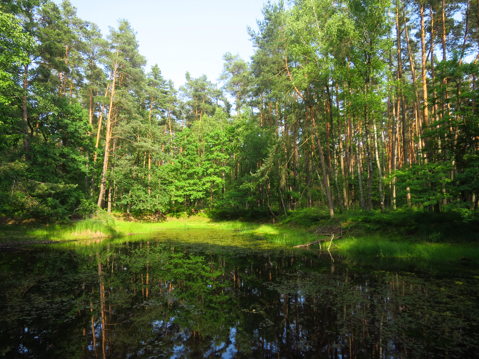 Kliknij, aby powiększyć Jedno z magicznych miejsc w Puszczy Niepołomickiej…