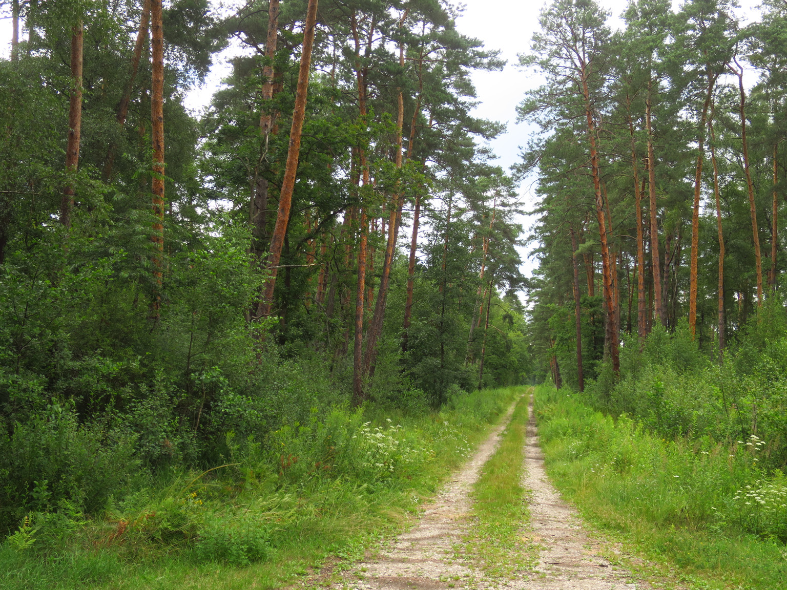 Kliknij, aby powiększyć Gdzieś w Puszczy Niepołomickiej.